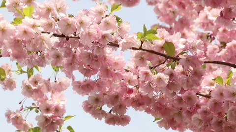 Sakura tree branches and pink flowers, blooms in spring time footage Stock Footage 50976682