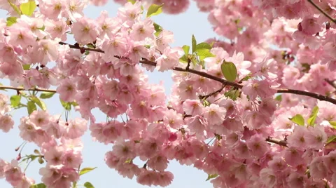Sakura tree branches and pink flowers, blooms in spring time footage Stock Footage 50976786
