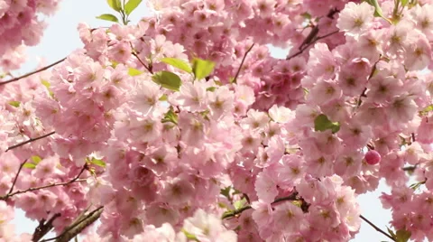 Sakura tree branches and pink flowers, blooms in spring time footage Stock Footage 50976886