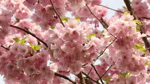 Sakura tree branches and pink flowers, blooms in spring time footage Stock Footage 50977205