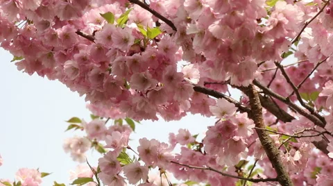 Sakura tree branches and pink flowers, blooms in spring time footage Stock Footage 50977393