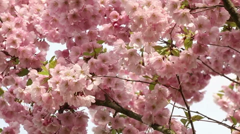 Sakura tree branches and pink flowers, blooms in spring time footage Stock Footage 50977622
