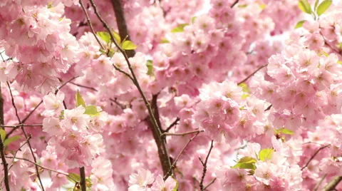 Sakura tree branches and pink flowers, blooms in spring time footage Stock Footage 50978051