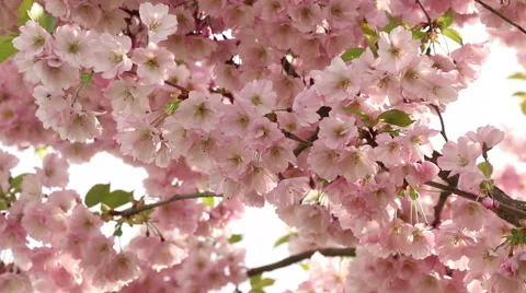 Sakura tree branches and pink flowers, blooms in spring time footage Stock Footage 50978121