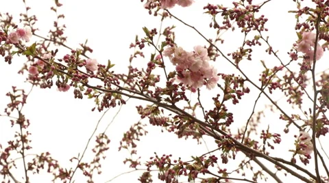 Sakura tree branches and pink flowers, blooms in spring time footage Stock Footage 50978825