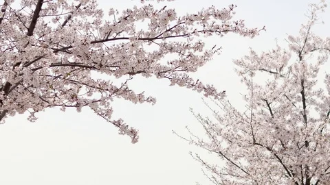 Sakura tree branches covered with pink flowers Stock Footage 109043553