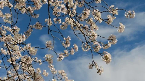 Sakura tree branches dancing to the wind Stock Footage