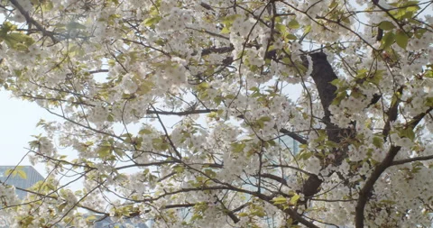 Sakura tree cherry blossoms in the spring 動画素材 314496533