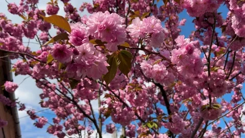 Sakura tree close-up. Petals and flowers sakura waving on wind. Stock Footage 239191933