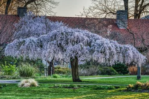 Sakura tree covered by a lavish blanket of cherry blossoms, symbol of renewal Foto stock
