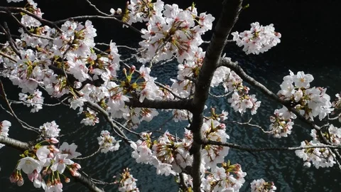 Sakura tree dancing on a river 動画素材 127037346