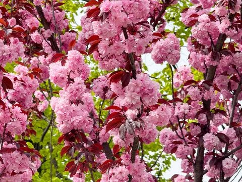 Sakura tree with dense pink blossoms spreading above a roof against blue sky. Fotos Stock