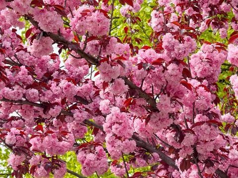 Sakura tree with dense pink blossoms spreading above a roof against blue sky. Fotos Stock