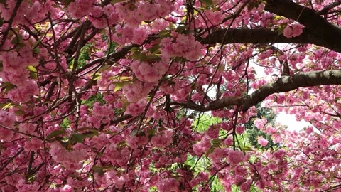 Sakura tree during flowering - Nature - Pink background Stock Footage 153547823