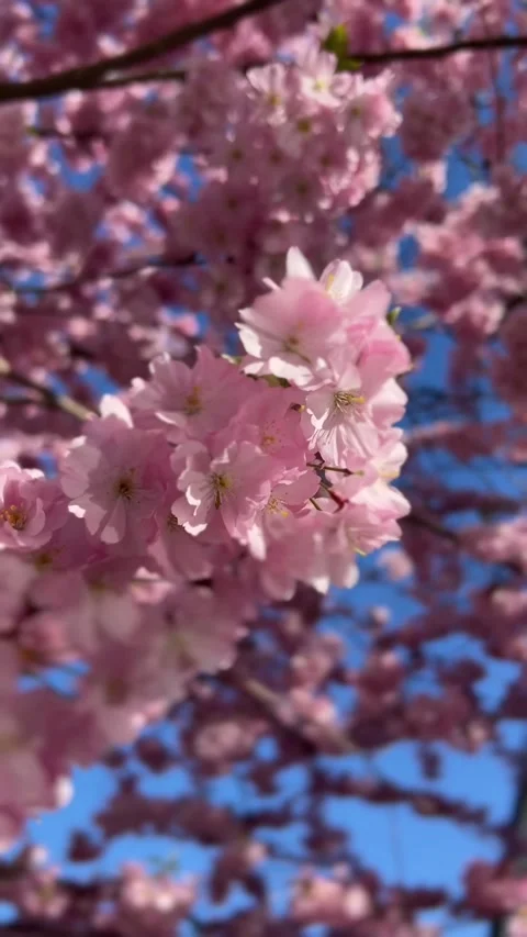 Sakura tree in early spring. Pink cherry blossoms on flowering tree branches.  Stock-Footage 332399954
