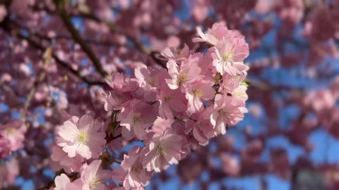 Sakura tree in early spring. Pink cherry blossoms on flowering tree branches.  Stock-Footage 332399956