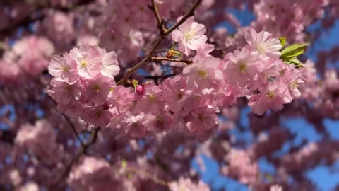 Sakura tree in early spring. Pink cherry blossoms on flowering tree branches.  Stock-Footage 332399958
