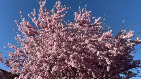 Sakura tree in early spring. Pink cherry blossoms on flowering tree branches.  Stock-Footage 332399964
