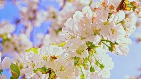 Sakura Tree Flowers Blossom In Spring Stock Footage 149254589