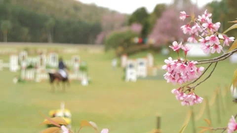 Sakura tree flowers, composing take with blurred horse and it's jockey 스톡 동영상 255837342