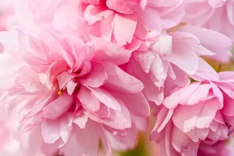 Sakura  Tree Flowers Stock Photos