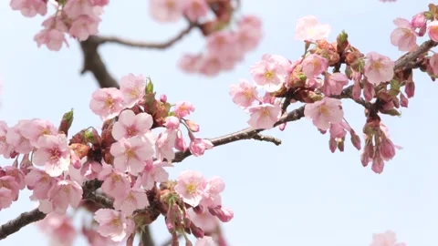 Sakura tree Stock Footage 235170829