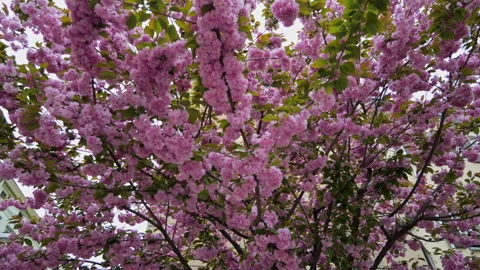Sakura tree Stock Footage 256348415