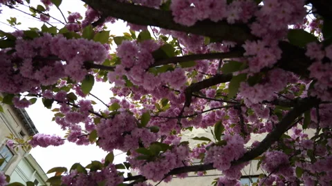 Sakura tree Stock Footage 256348783