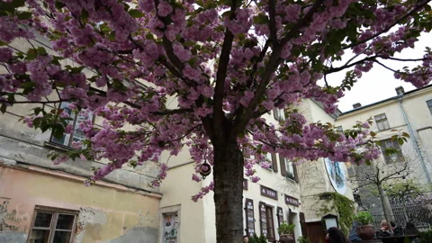 Sakura tree Stock Footage 256348884