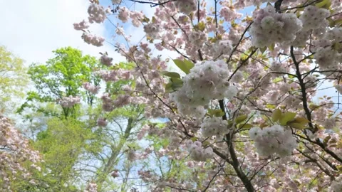 Sakura tree Stock Footage 313552672