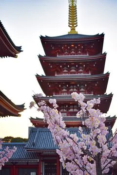 Sakura tree in front of five storey pagoda by Senso-ji temple, Tokyo, Japan Stock Photos
