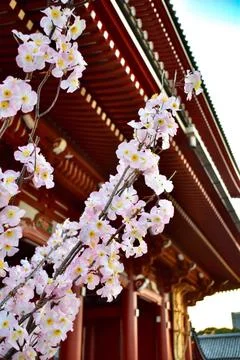 Sakura tree in front of Hozo-mon gate by Senso-ji temple Stock Photos