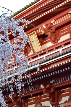 Sakura tree in front of Hozo-mon gate by Senso-ji temple Stock Photos