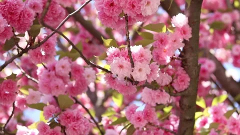 Sakura tree in full bloom. Beautiful pink flowers Stock Footage 310323842