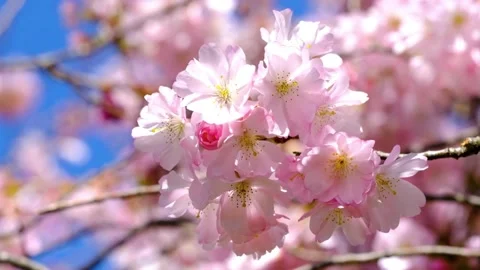 Sakura tree in full bloom during springtime Stock Footage 307657265
