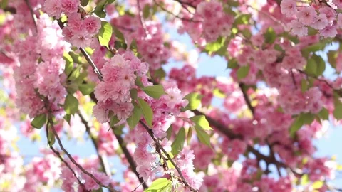 Sakura tree in full bloom. Pink sakura flowers Stock Footage 327615820