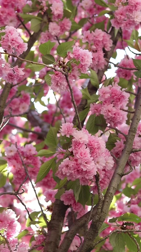 Sakura tree in full bloom. Pink sakura flowers Stock Footage 327615835
