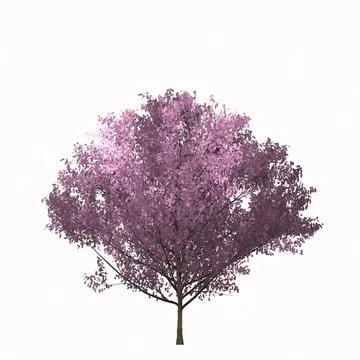 Sakura tree isolated on white background. Simple color illustration. Stock Illustration