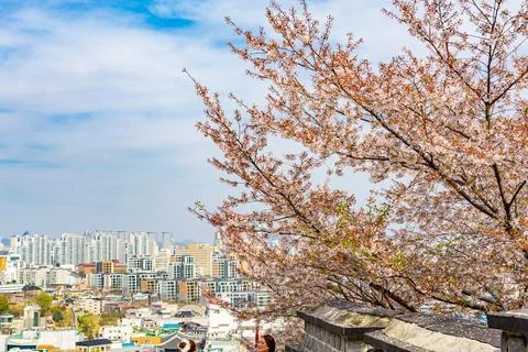 Sakura tree with panoramic city view of Suwon South Korea under bright spri.. Фото