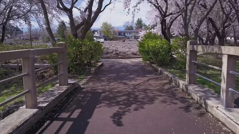 Sakura Tree Park Stone Bridge, 4k Footage Vídeo Stock 81534353