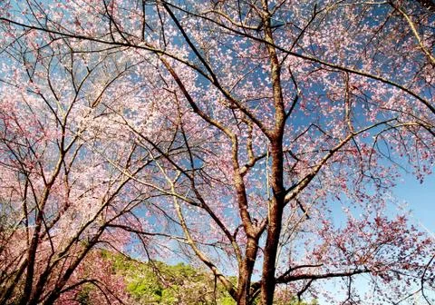 Sakura tree Stock Photos