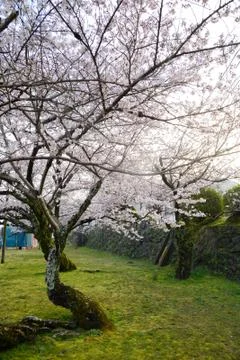 Sakura tree Stock Photos