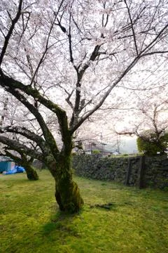 Sakura tree Stock Photos