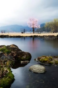 Sakura tree Stock Photos