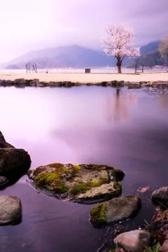 Sakura tree Stock Photos