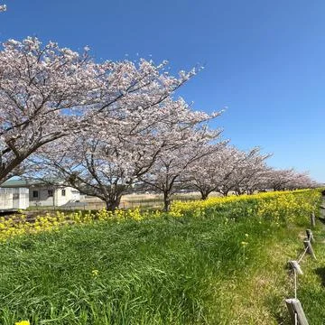 Sakura tree Fotos de archivo