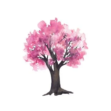 Sakura tree with pink flowers of cherry blossoms branches. Watercolor hand .. Stock Illustration