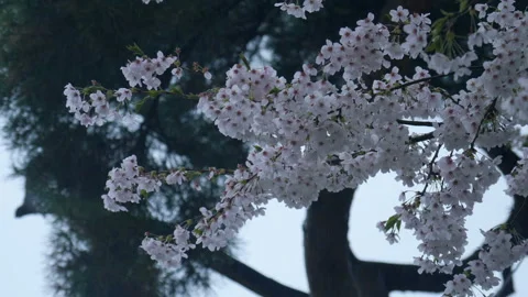 Sakura tree on rainy day. Stock Footage 88392853