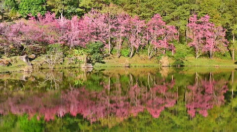 Sakura tree reflection in lake Stock Footage 43495120