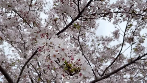 Sakura tree in slow motion | cherry blossom tree close up shot Stock Footage 242862195